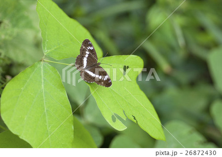 イチモンジチョウ 26872430