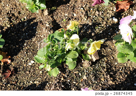 パンジーの花 26874345