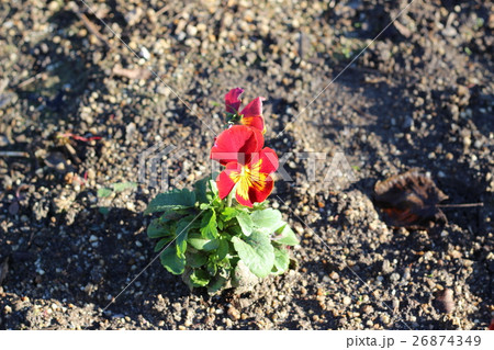 パンジーの花 26874349