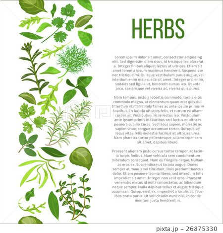 different herbs with description text 26875330