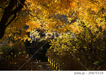 北鎌倉　明月院の紅葉 26875519