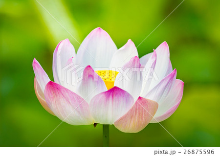 Closeup lotus flower 26875596