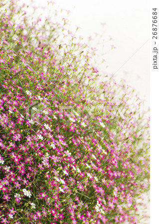 Gypsophila flower Gypsophila flower 26876684