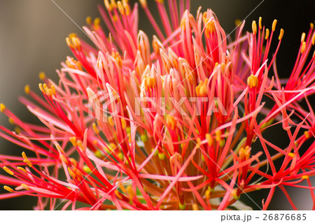 Haemanthus multiflorus Haemanthus multiflorus 26876685