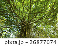 巨大ガジュマル喜界島手久津久 26877074