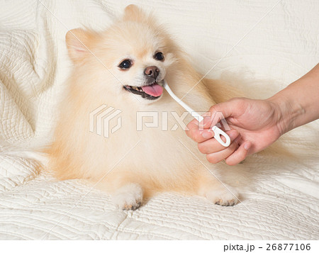 歯磨きをするポメラニアン 歯磨きをするポメラニアン 26877106