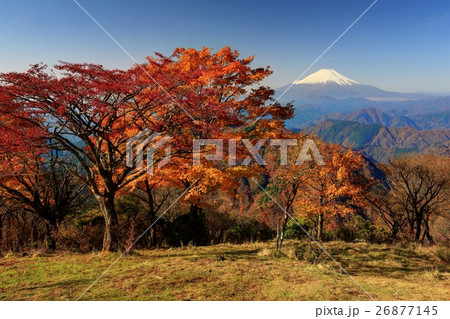 丹沢・鍋割山山頂の紅葉と富士山の眺め 26877145