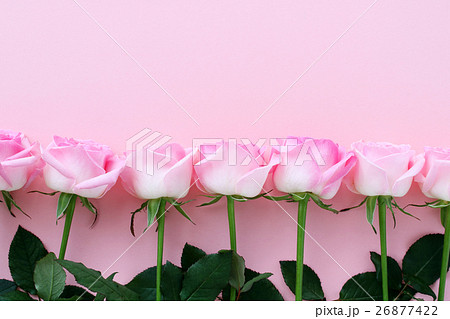 美しいピンクのバラの背景素材 ピンク背景の写真素材