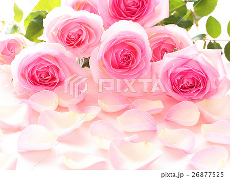 美しいピンクのバラのクローズアップ バラの花びら背景の写真素材