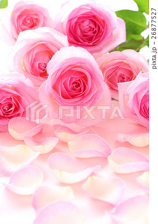 美しいピンクのバラのクローズアップ、バラの花びら背景 26877527