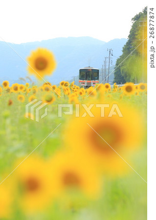向日葵列車 26877874