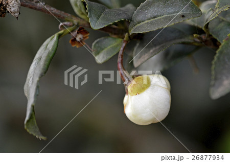 お茶の花の蕾 26877934