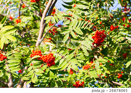 Large bunch of beautiful red Rowan 26878065