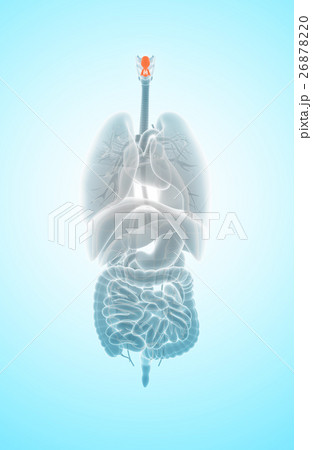 3D illustration of Epiglottis, medical concept. 26878220