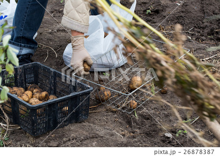 The tubers of potatoes lying in the ground The tubers of potatoes lying in the ground 26878387
