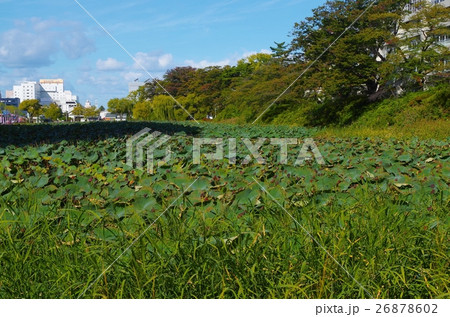 秋田の千秋公園 26878602
