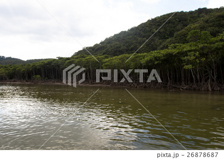 西表島ナーラ川マングローブ 西表島ナーラ川マングローブ 26878687