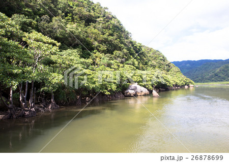 西表島ナーラ川マングローブ 26878699