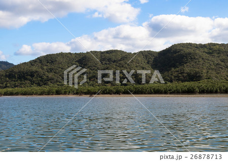 西表島ナーラ川マングローブ 26878713