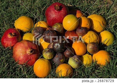 fruits on green grass fruits on green grass 26878729