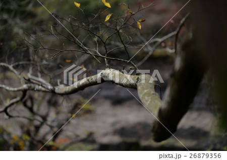 自由に、枝。 自由に、枝。 26879356