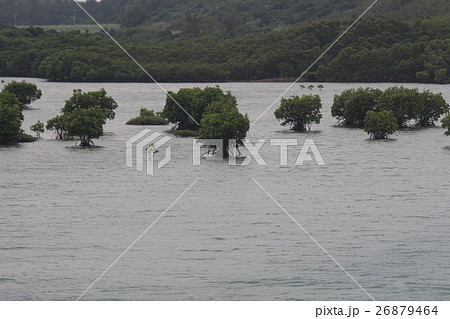 マングローブ林 26879464