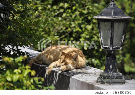 猫 ねこ ネコ 26880856