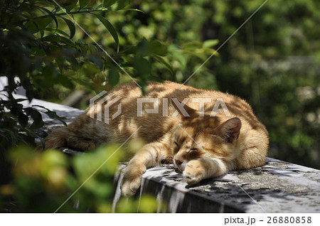 猫 ねこ ネコ 26880858