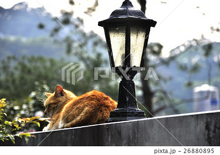 台湾 猫 ねこ 26880895