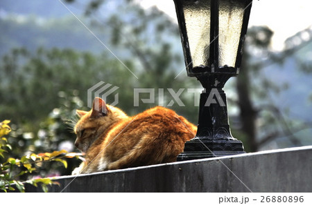 台湾 猫 ねこ 26880896