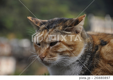 猫 ねこ ネコ 26880897