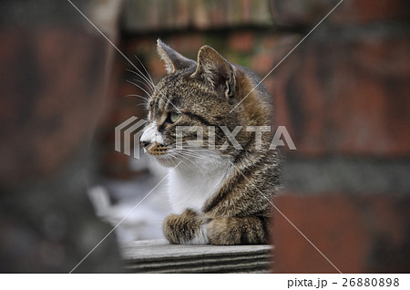 猫 ねこ ネコ 26880898