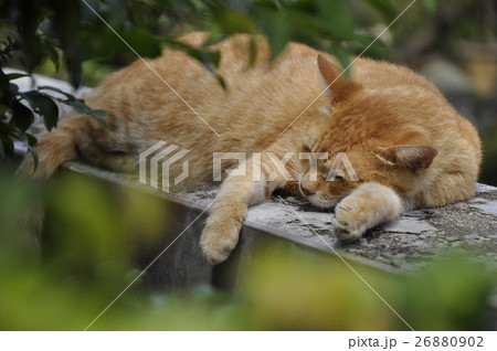 猫 ねこ ネコ 26880902