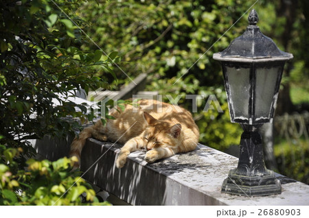 台湾 猫 ねこ 26880903