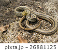 シマヘビ 26881125