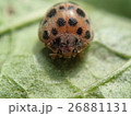 ニジュウヤホシテントウ 26881131