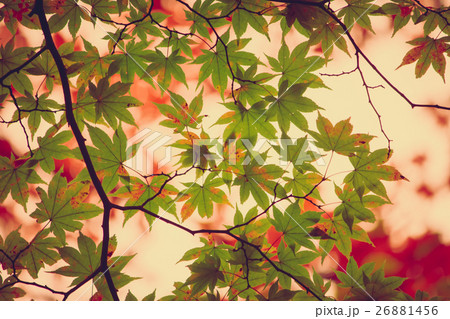 maple leaf, tree branch in beautiful autumn maple leaf, tree branch in beautiful autumn 26881456