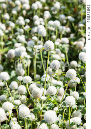 植物 工場 プランツ 26881691