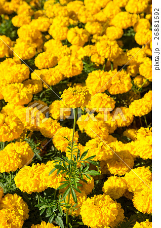 植物 工場 プランツ 26881692