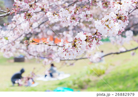 花見　桜の季節　染井吉野　ソメイヨシノ　公園でお花見　 26882979