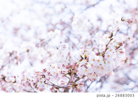 桜 そめいよしの さくら クローズアップ 接写 コピースペース 桜 そめいよしの さくら クローズアップ 接写 コピースペース 26883003
