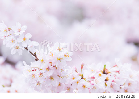 桜　そめいよしの　さくら　クローズアップ　接写　コピースペース 26883229