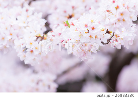 桜　そめいよしの　さくら　クローズアップ　接写　コピースペース 26883230