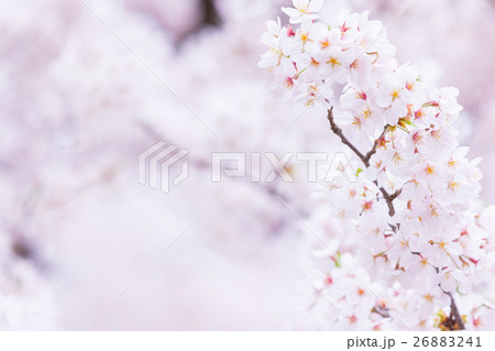 桜 そめいよしの さくら クローズアップ 接写 コピースペース 桜 そめいよしの さくら クローズアップ 接写 コピースペース 26883241
