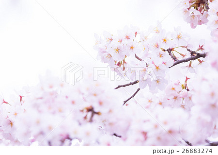桜 そめいよしの さくら クローズアップ 接写 コピースペース 桜 そめいよしの さくら クローズアップ 接写 コピースペース 26883274