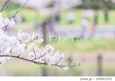 桜　そめいよしの　さくら　クローズアップ　接写　コピースペース 26883282