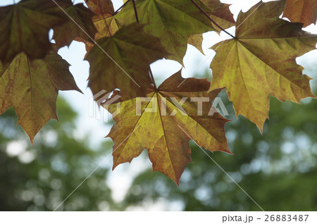 Red leaves of maple Red leaves of maple 26883487