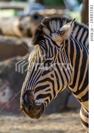 Zebra close up portrait Zebra close up portrait 26883582