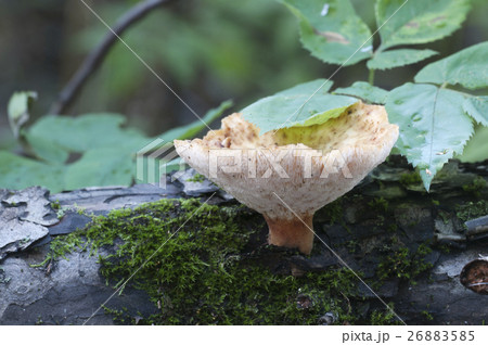 Polyporus tuberaster Polyporus tuberaster 26883585