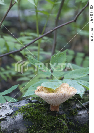 Polyporus tuberaster Polyporus tuberaster 26883588